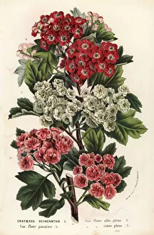 Albo Gallery: Hawthorn varieties, Crataegus oxyacantha