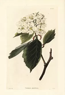 Shotter Collection: Hawthorn variety, Crataegus glandulosa