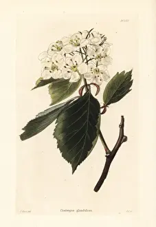 Glandulosa Prints: Hawthorn variety, Crataegus glandulosa