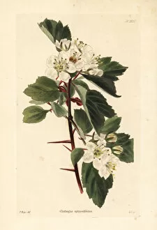 Shotter Collection: Hawthorn variety, Crataegus spinosissima