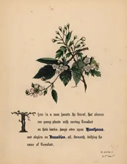 Hawthorns and Brambles (As You Like It)