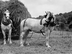 Harnessed Prints: Hay Horse and Cart