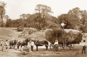 Haymaking