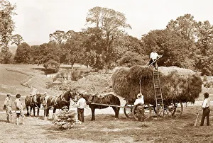Haymaking
