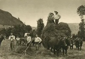 Auvergne Prints: Haymaking in the Auvergne, France