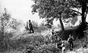 Haymaking in Branscombe, Devon
