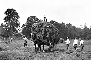 Haymaking early 1900s