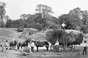 Haymaking early 1900s