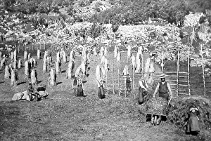 Haymaking in Indal, Gjovik, Norway