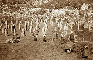 Haymaking in Indal, Gjovik, Norway