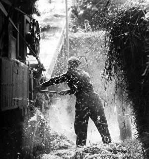 Thrashing Prints: Haymaking with a threshing machine 1930s