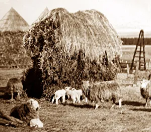 Haystacks in an English farmyard, Victorian period