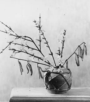 Hazel Collection: Hazel catkins. Date: 1930s
