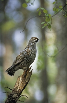 Hazel Collection: Hazel Hen / Hazel Grouse - adult male sings defending