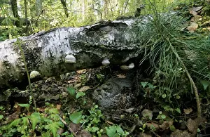 Hazel Hen / Hazel Grouse - female sits on nest
