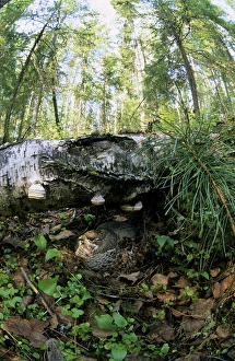 Hazel Collection: Hazel Hen / Hazel Grouse - female sits on nest