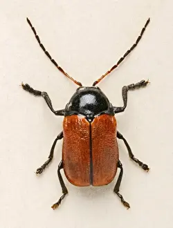 Hazel Pot Beetle