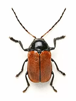 Beetles Collection: Hazel Pot Beetle