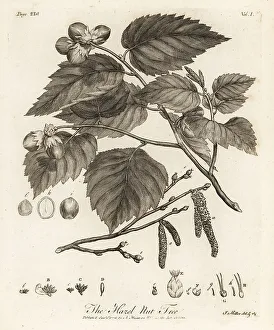 Silva Prints: Hazelnut tree, Corylus avellana