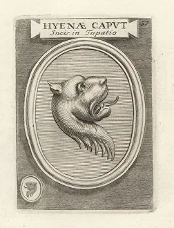 Ridolfino Venuti Prints: Head of an African hyena