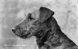 Loyal Prints: Head of an Airedale