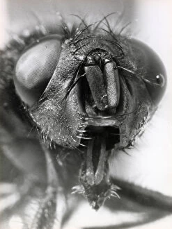 Flies Collection: The head of a blow fly. Date: August 1963