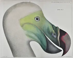 Head of a dodo
