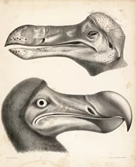 Dodo Gallery: Head of a dodo in the Ashmolean Museum