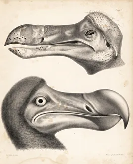 Melville Gallery: Head of a dodo in the Ashmolean Museum