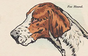 Head of a Dog