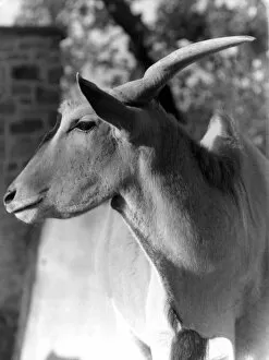 Images Dated 11th March 2011: Head of an Eland