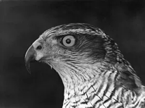 Images Dated 11th March 2011: Head of a Goshawk