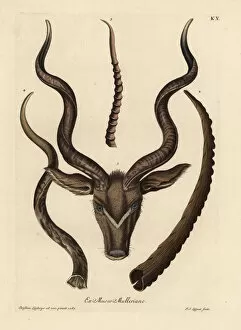Capra Gallery: Head of a greater kudu, horns of Ibex, Capra dorcas and kudu