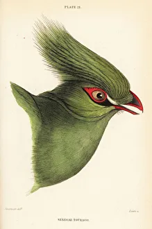 Naturalists Collection: Head of the Guinea turaco, Tauraco persa buffoni