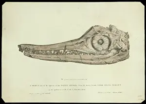 Beche Prints: Head of an ichthyosaur