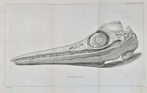 Basire Prints: Head of an ichthyosaur