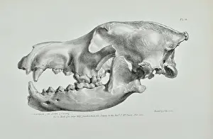 Artefacts Prints: Head of a large wolf found in Kent's Cavern, Torquay