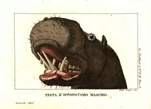 Amphibius Gallery: Head of a male hippopotamus, Hippopotamus amphibius