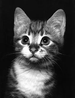 Images Dated 20th May 2011: Head Shot of Kitten