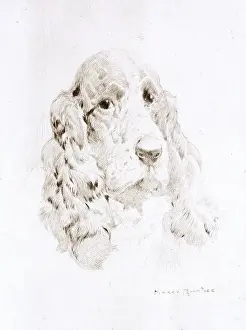 Spaniels Prints: Head of a Spaniel by Harry Rountree