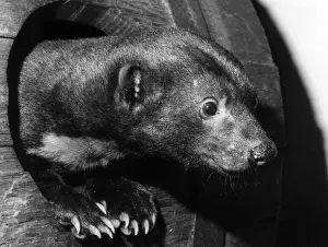 The head of a very surpised male Tara! Date: 1960s
