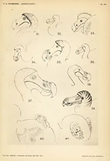 Anthonie Gallery: Head and tail of the dodo by various artists
