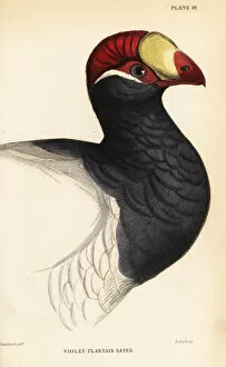 Jardine Collection: Head of the violet turaco, Musophaga violacea