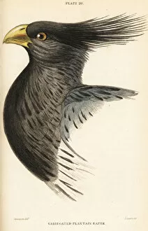 Jardine Collection: Head of the western plantain-eater, Crinifer piscator