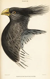 Naturalists Collection: Head of the western plantain-eater, Crinifer piscator