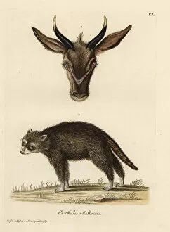 Antelope Gallery: Head of a young antelope and wild civet of French Guiana