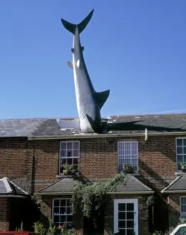 Shark Collection: The Headington Shark