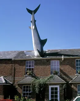 Shark Prints: The Headington Shark