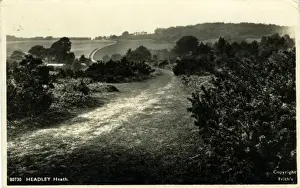 Epsom Prints: Headley Heath, Headley, Surrey