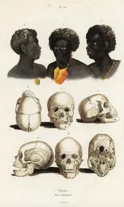 Aboriginal Prints: Heads and skulls of Ethiopian, Papuan and Australian Aborigine